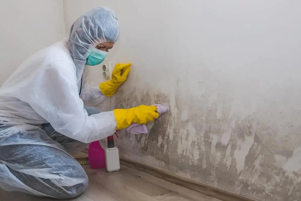Female removing Mold from wall